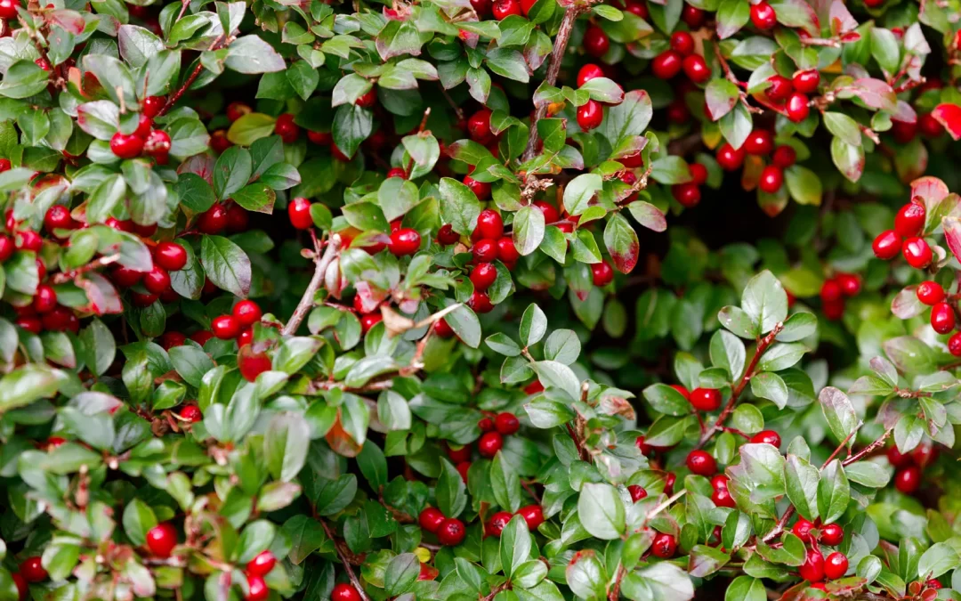 What is Wintergreen and how does it help with relieving symptoms of Gout