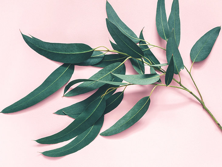 What is Eucalyptus and how does it help with gout